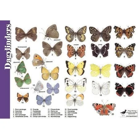 Herkenningskaart Dagvlinders
