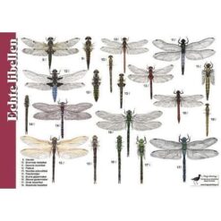 Herkenningskaart Libellen