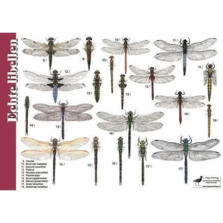 Herkenningskaart Libellen