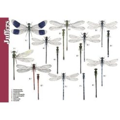 Alternative view of Herkenningskaart Libellen