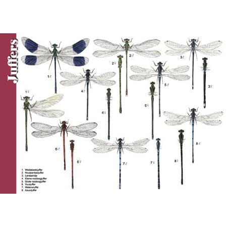 Herkenningskaart Libellen - Afbeelding 2