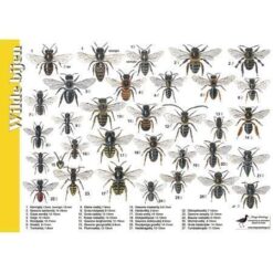 Herkenningskaart Wilde bijen