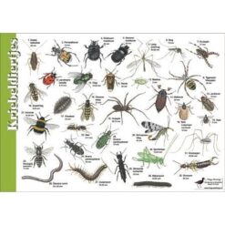 Herkenningskaart Kriebeldiertjes