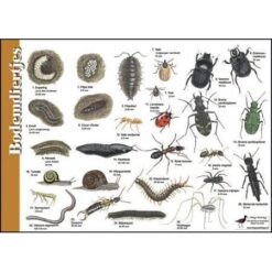 Herkenningskaart Bodemdiertjes