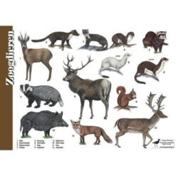 Herkenningskaart Zoogdieren