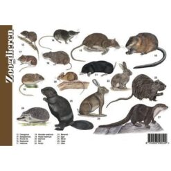 Alternative view of Herkenningskaart Zoogdieren