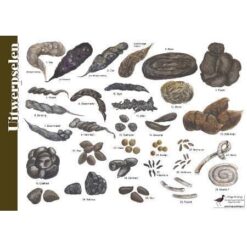 Herkenningskaart Uitwerpselen