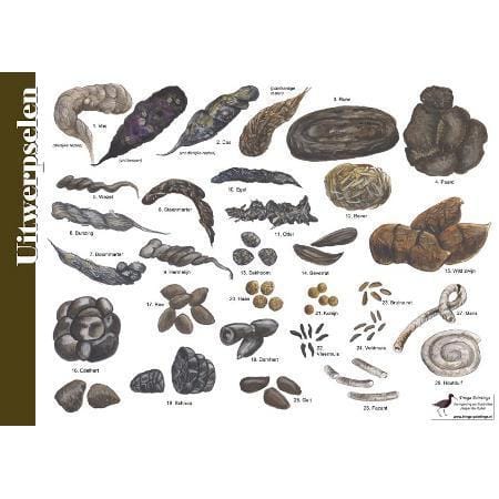 Herkenningskaart Uitwerpselen