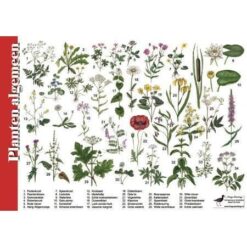 Herkenningskaart Planten