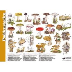 Herkenningskaart Paddenstoelen