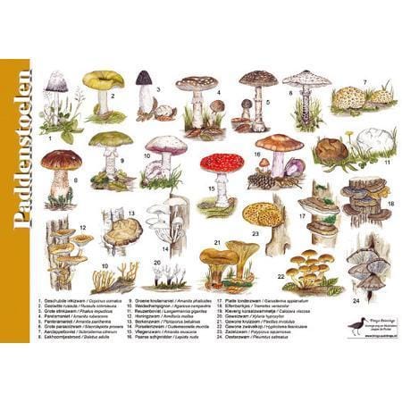 Herkenningskaart Paddenstoelen