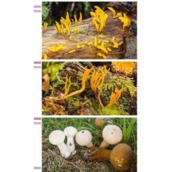 Alternative view of KNNV Veldgids Paddenstoelen. Deel II