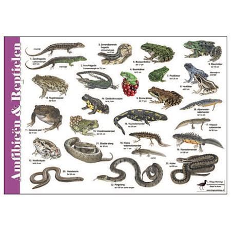 Herkenningskaart Amfibieën en Reptielen