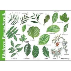 Alternative view of Herkenningskaart Bladeren, Boom en Struik