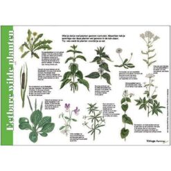 Herkenningskaart Eetbare Wilde Planten