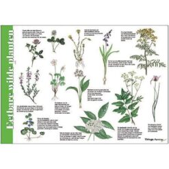 Alternative view of Herkenningskaart Eetbare Wilde Planten