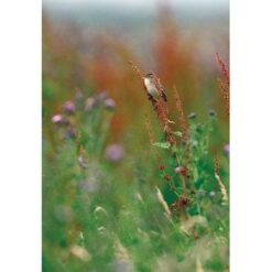 Alternative view of Handboek vogels van Nederland en België