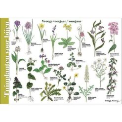 Alternative view of Herkenningskaart Tuinplanten voor bijen