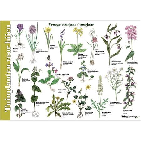 Herkenningskaart Tuinplanten voor bijen - Afbeelding 2