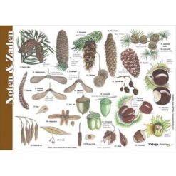 Herkenningskaart Noten Zaden Vruchten