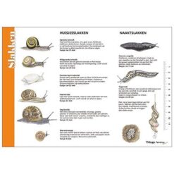 Herkenningskaart Slakken