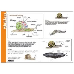 Alternative view of Herkenningskaart Slakken