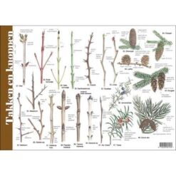 Alternative view of Herkenningskaart Takken en Knoppen