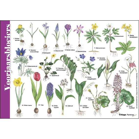 Herkenningskaart voorjaarsbloeiers