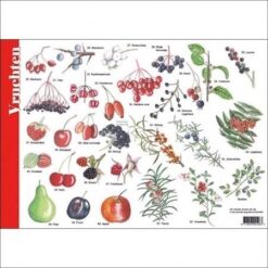 Alternative view of Herkenningskaart Noten Zaden Vruchten