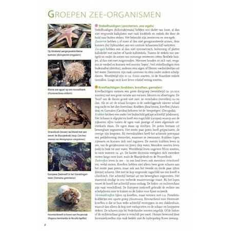 Basisgids Strandvondsten - Afbeelding 4
