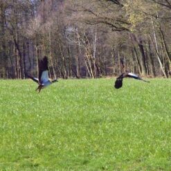 Natuurboeken