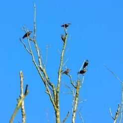 Vogelserie van Atlas Contact Uitgeverij