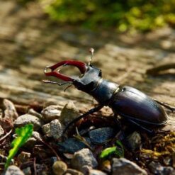 Insecten e.d.