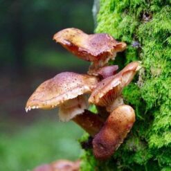 Paddenstoelen