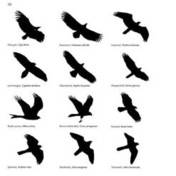 Alternative view of Roofvogelgids - Lars Gejl