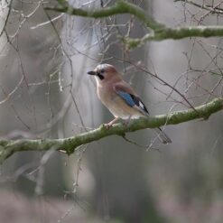 Vogels