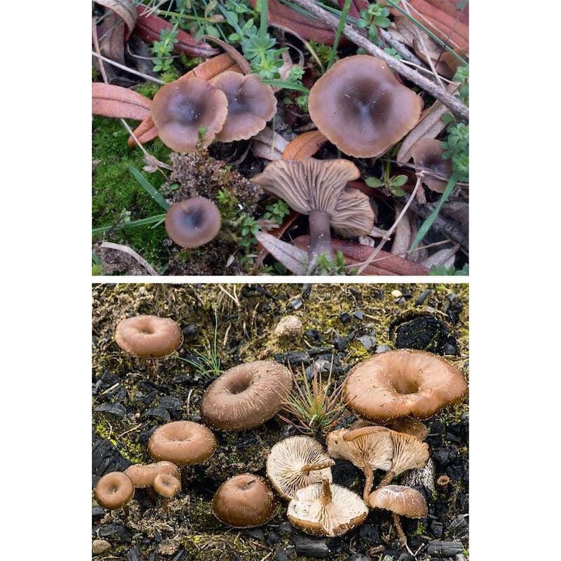 KNNV Veldgids Paddenstoelen Deel 3