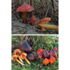 KNNV Veldgids Paddenstoelen Deel 3