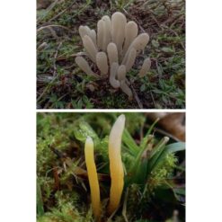 KNNV Veldgids Paddenstoelen Deel 3