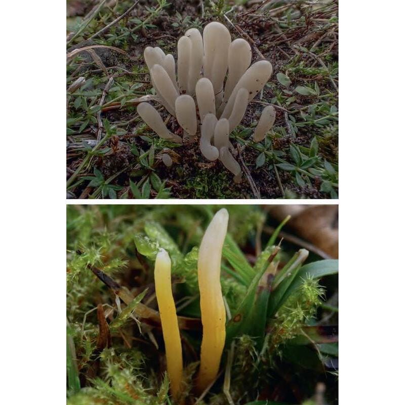 KNNV Veldgids Paddenstoelen Deel 3