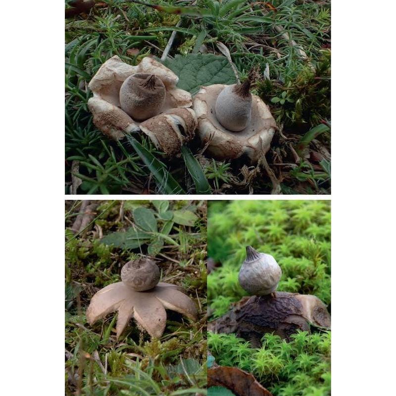 KNNV Veldgids Paddenstoelen Deel 3