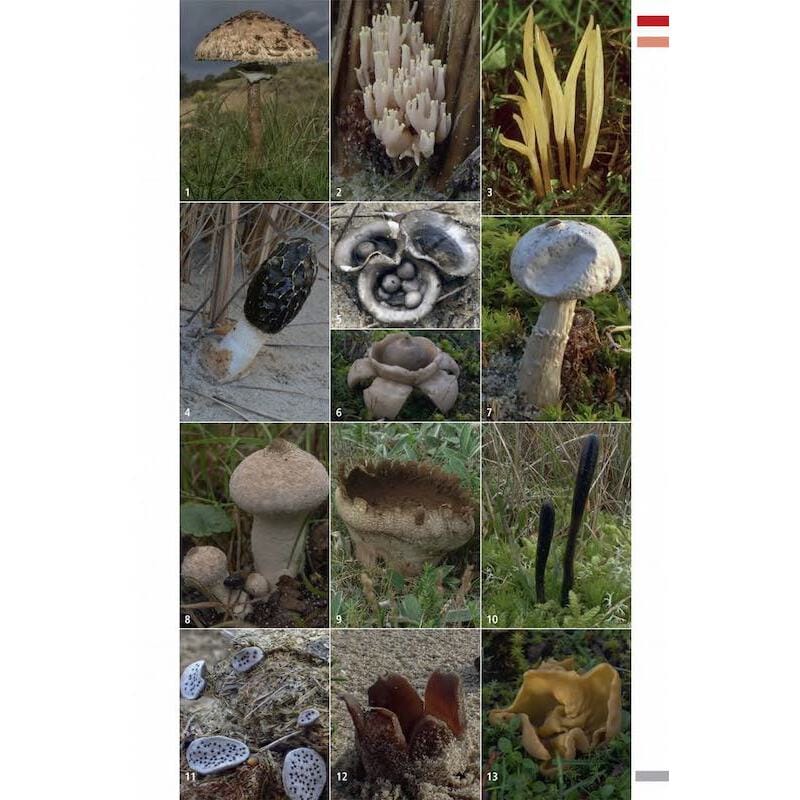 KNNV Veldgids Paddenstoelen Deel 3