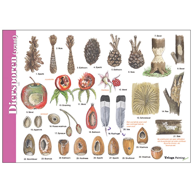 Herkenningskaart Diersporen