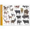 Herkenningskaart Grote grazers