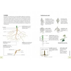 Geïllustreerd botanisch woordenboek