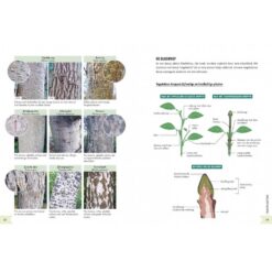 Geïllustreerd botanisch woordenboek
