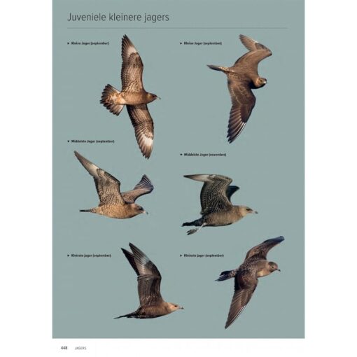 Handboek Europese vogels