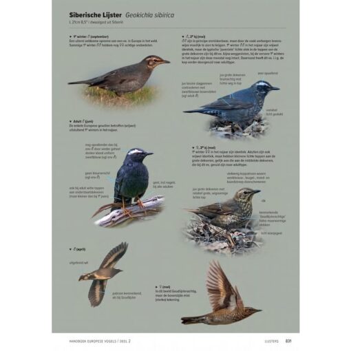 Handboek Europese vogels