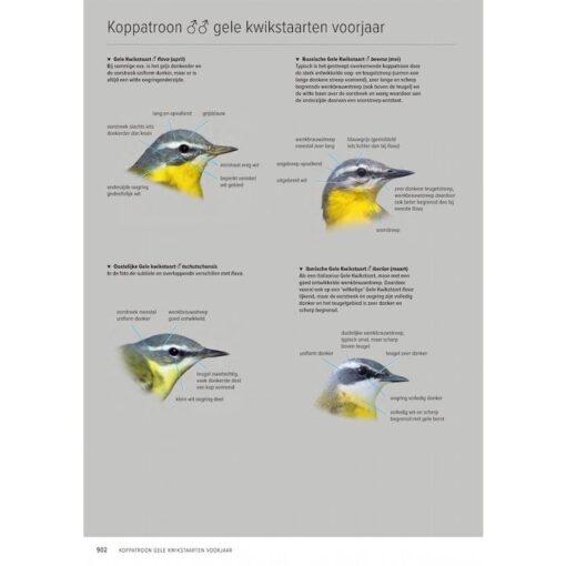 Handboek Europese vogels