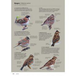 Handboek Europese vogels